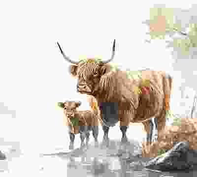 Portfolio Taxonomy Image